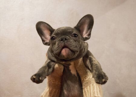 French bulldog puppy holding in hands in bright mittens on a neutral gray background, winter themeの写真素材