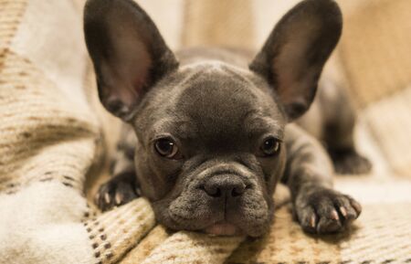 French bulldog puppy on a neutral, pastel background soft plaid blanketの写真素材