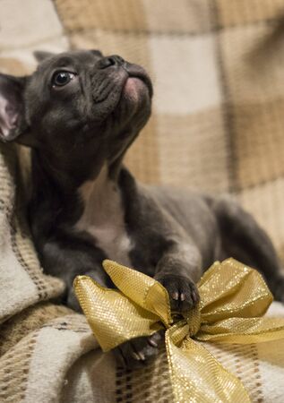 French bulldog puppy lies on a soft plaid blanket with a golden sparkling holiday bowの写真素材