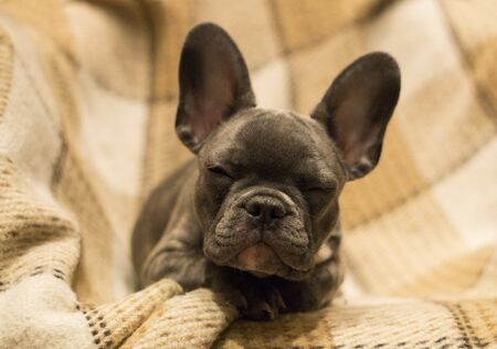 French bulldog puppy on a light contrasting backgroundの写真素材
