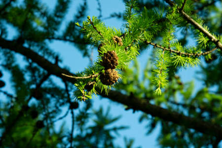 Larch branches with cones lit by the sun against a blue sky. Copy spase
