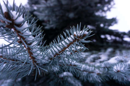 Close Up of snow covered spruce branches, coniferous trees