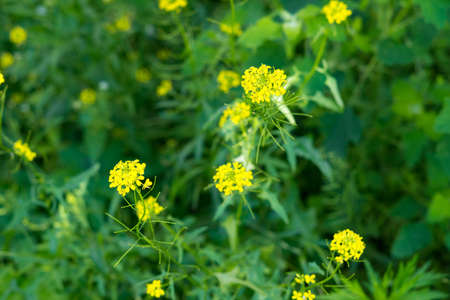 Green natural background. Herbs and yellow flowers of Sisymbriumの写真素材