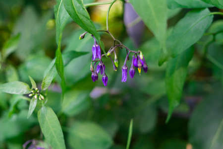 Natural green background with woody nightshade purple flowers Solanum dulcamara.の写真素材