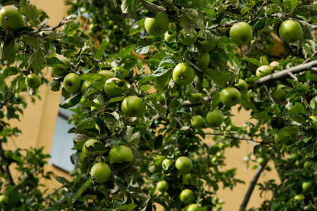 Close-up of harvest of ripe green apple fruits hanging from tree branchesの写真素材