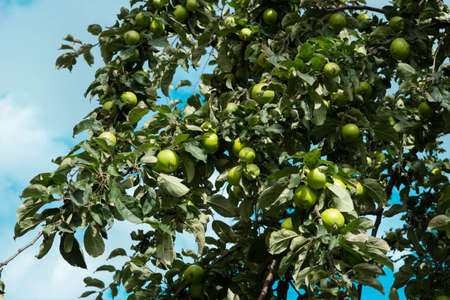 Branches of apple tree with ripe fruits on blue cloudy sky background. Close upの写真素材