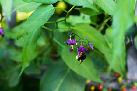 Close-up insect bumblebee pollinates nightshade flowers. Green background. Wild lifeの写真素材
