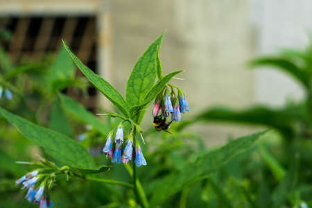 Close-up insect bumblebee pollinates a flowers Symphytum asperum.の写真素材