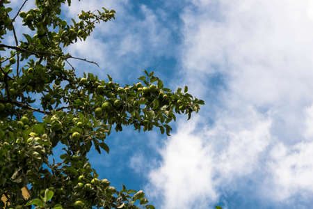 Apple tree with ripe fruits on blue cloudy sky background.Copy spaceの写真素材