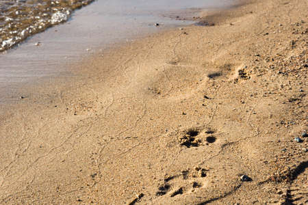 Dog footprints in the sand. Sea beach on a sunny day, surfline. Copy space.の写真素材