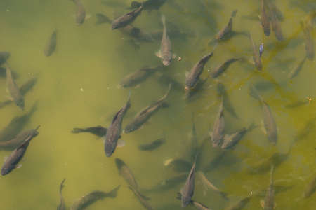 Fish swim close to the surface of the water. Fish pond in the park. Natural backgroundの写真素材