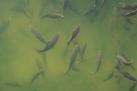 Silhouette of dark fish on a natural background of green water. School of fish close to the surface of the water.の写真素材