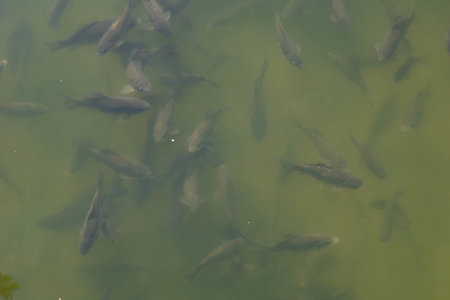 Flock of fish in the river. A lot of fish in the water.の写真素材