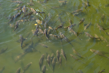 Lots of fish in the pond in the park. School of fish close to the surface of the water.の写真素材