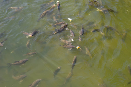 Lots of fish in the pond in the park. School of fish close to the surface of the water.の写真素材