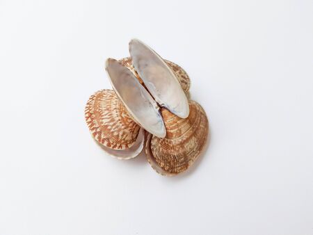 Sea washed vongole shells on a white background. High quality photo