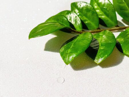 Bright juicy green leaf zamiokulkas with dew drops on a white shiny background. Place for the buyers...