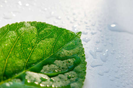 Green leaf cherries on a white background with drops of water. High quality photoの写真素材
