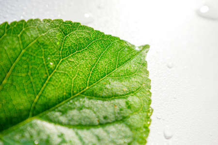 Green leaf cherries on a white background with drops of water. High quality photo