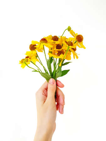 A womans hand holds a bouquet of yellow rudbeks or coneflowers on a white background. The concept of the holiday. High quality photoの写真素材