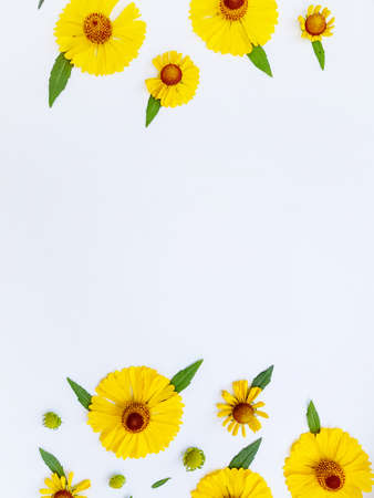 Yellow rudbeckia flowers scattered on a white background with green leaves. Autumn coneflowers. Background. High quality photoの写真素材