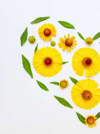 Yellow rudbekia flowers or coneflowers scattered on a white background in the form of a circle. The concept of love and health. High quality photoの写真素材