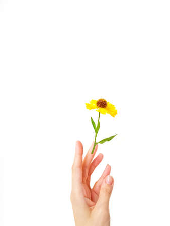 The womans hand gracefully holds the yellow rudbeki flower or coneflowers against a white background. Gift card. A place for text. The concept of beauty. High quality photoの写真素材