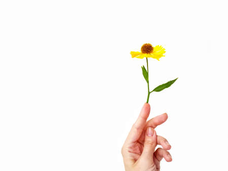 The womans hand gracefully holds the yellow rudbeki flower or coneflowers against a white background. Gift card. A place for text. The concept of beauty. High quality photoの写真素材