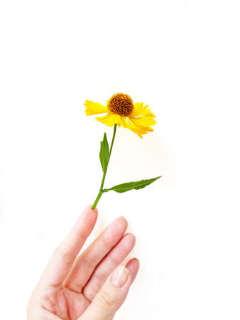 The womans hand gracefully holds the yellow rudbeki flower or coneflowers against a white background. Gift card. A place for text. The concept of beauty. High quality photoの写真素材