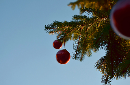 A branch of a Christmas tree, decorated with red balls outdoors.の写真素材