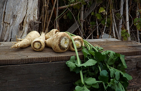 A bunch of fresh parsnip roots on a wooden floor.の写真素材