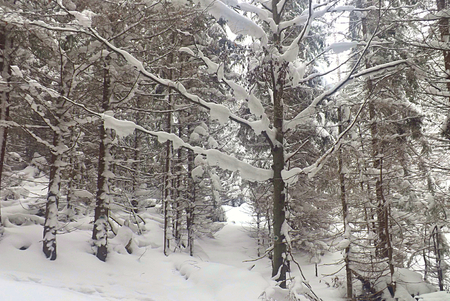 Mountain forest in winter, trees with branches with stuck snow.の写真素材