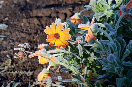 Orange marigold flower covered with morning frost.の写真素材