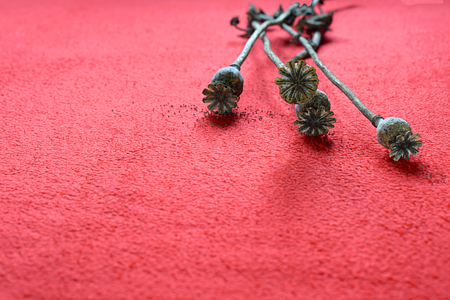 Four dry poppy heads on a red background.の写真素材