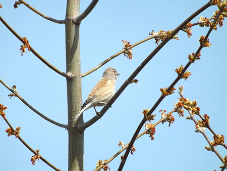 Linnet (Carduelis cannabina) on a tree branch. Spring, the maple begins to bloom.