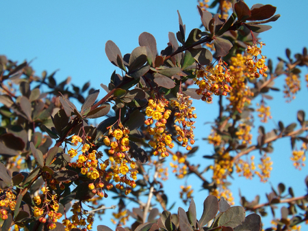 A branch of flowering barberry close-up.の写真素材