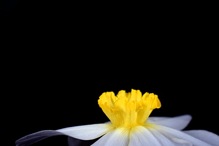 Crown of the flower of narcissus close up. The concept of narcissism.の写真素材