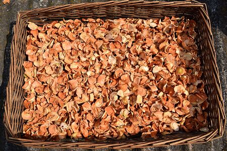 Sliced apples are dried in the sun in flat boxes.