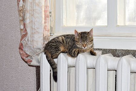 The kitten lies on a warm radiator in the winter.の写真素材