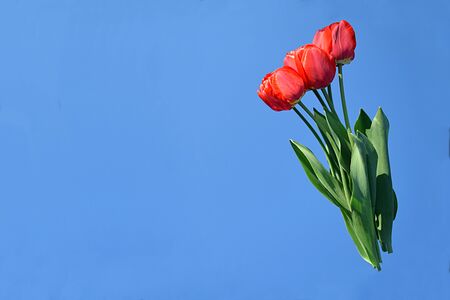 Bouquet with red tulips against the blue sky.の写真素材