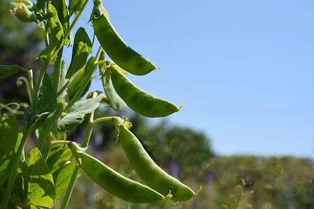 Pea pods in a garden close-up against the sky.の写真素材