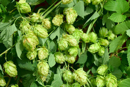 Hops (Humulus lupulus) with a variety of ripening fruits.の写真素材