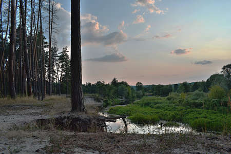 Evening landscape. A pine tree stands on the edge of a cliff, its roots hanging in the air.の写真素材
