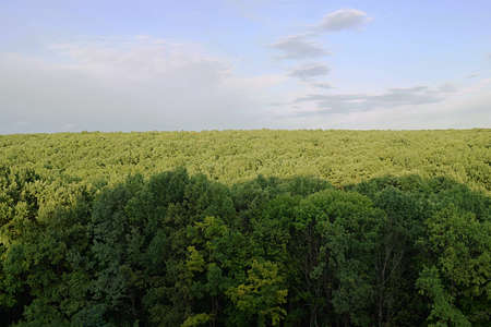 Forest to the horizon and sky, view from above.