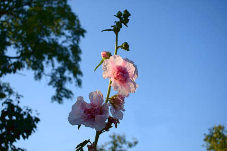 Terry pink mallow flower in the garden close-up.の写真素材