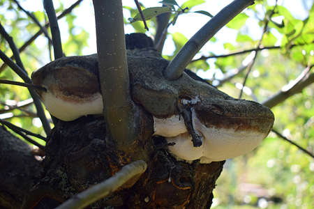 Tree mushroom on the strength of a large branch of an apple tree close-up.