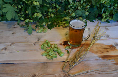 Beer in a glass mug, spikelets of barley and fruits of hops on a wooden table against a background of hops.の写真素材