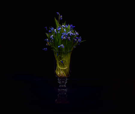 A small bouquet of blue snowdrops in a glass.の写真素材