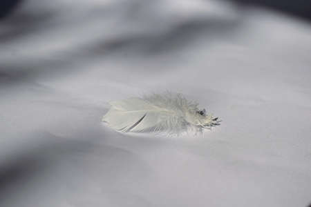 Single soft white feather on a light background.の写真素材