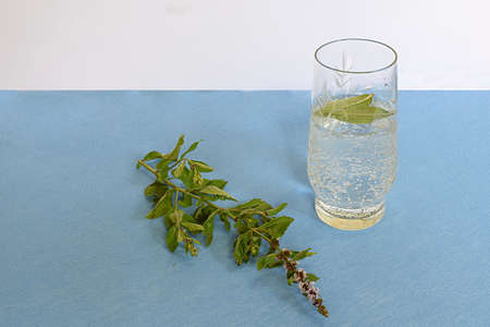 A glass of mineral water and mint, a sprig of flowering mint on a golobom background.